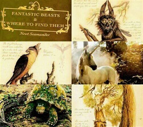 Care of magical creatures